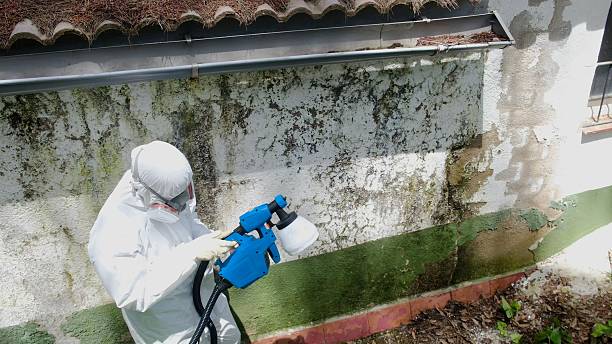 Trusted Basement Mold Remediation service in Rich Square, NC - Cheap Mold Removal